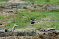 Nimmersatt (15 von 22).jpg